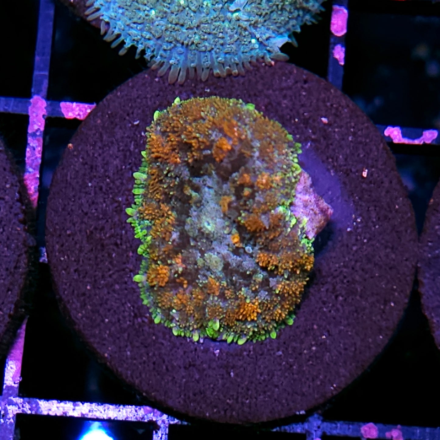 HF Cartel Confetti Pom Pom Mushroom
