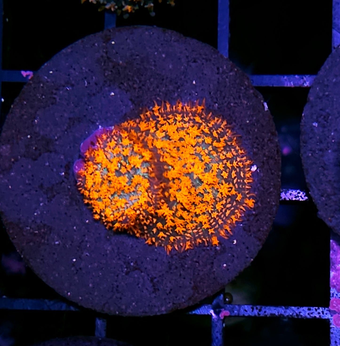 HF Incinerator Pom Pom Mushrooms