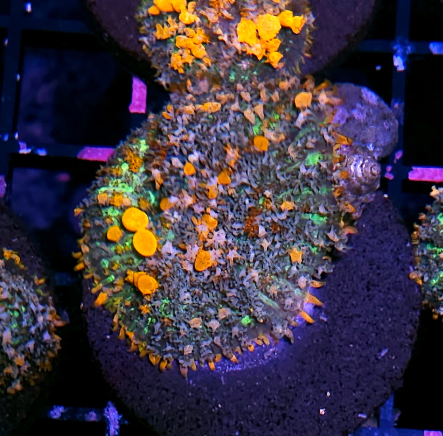 WWC Lineaged Bounce Mushroom