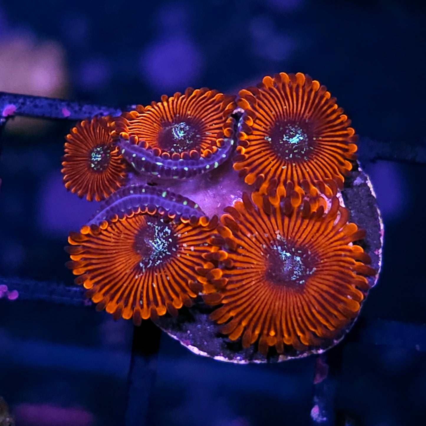 Salted Agave Zoas