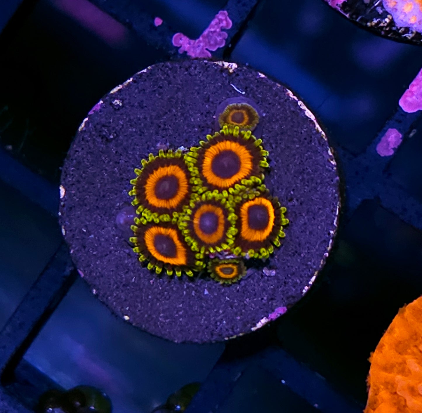 Treehouse of Terror Zoas