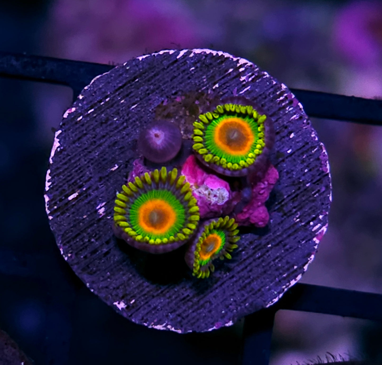 Rasta Zoas