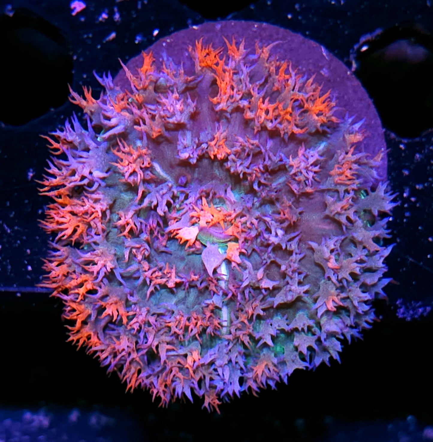 Sonic Flare St Thomas Mushroom