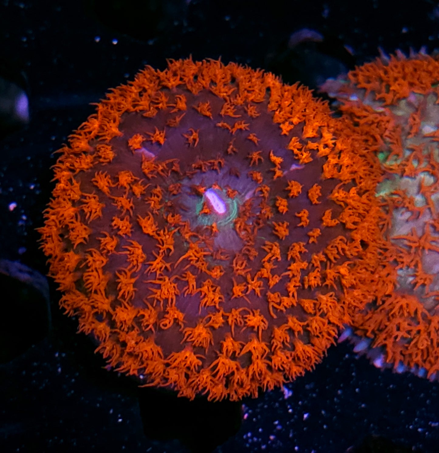 Insane St Thomas Mushroom