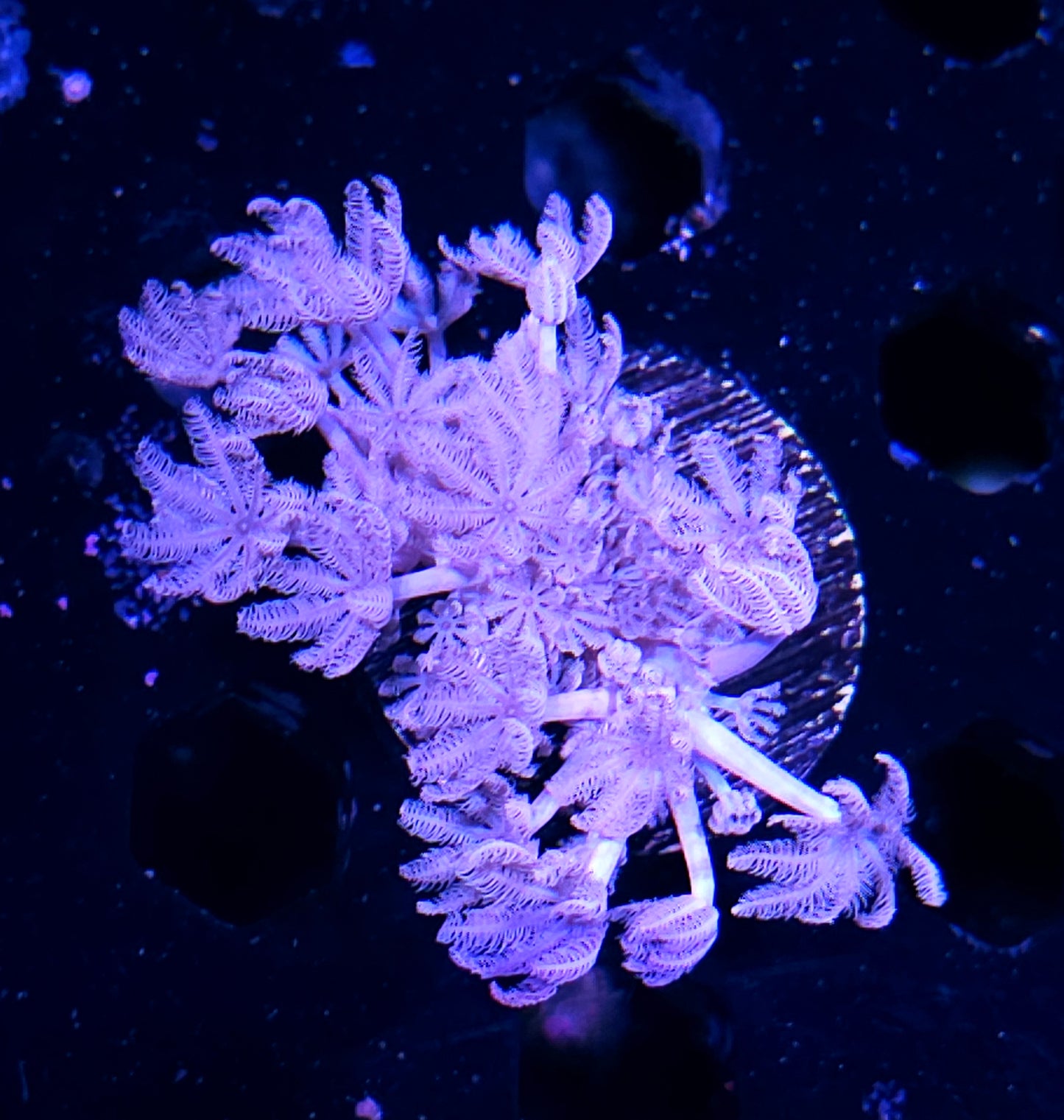 African Blue Pumping Xenia