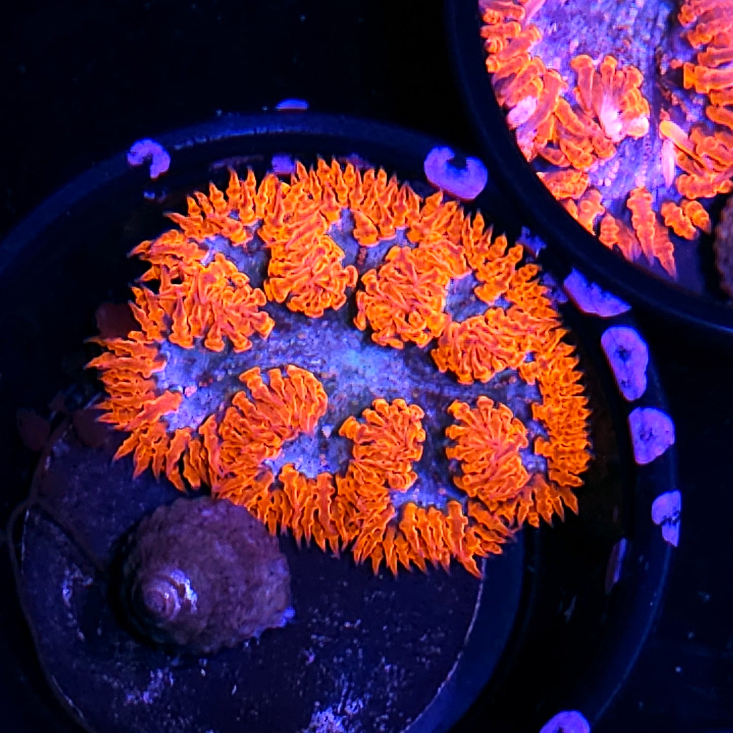 Mamas Flower Deal