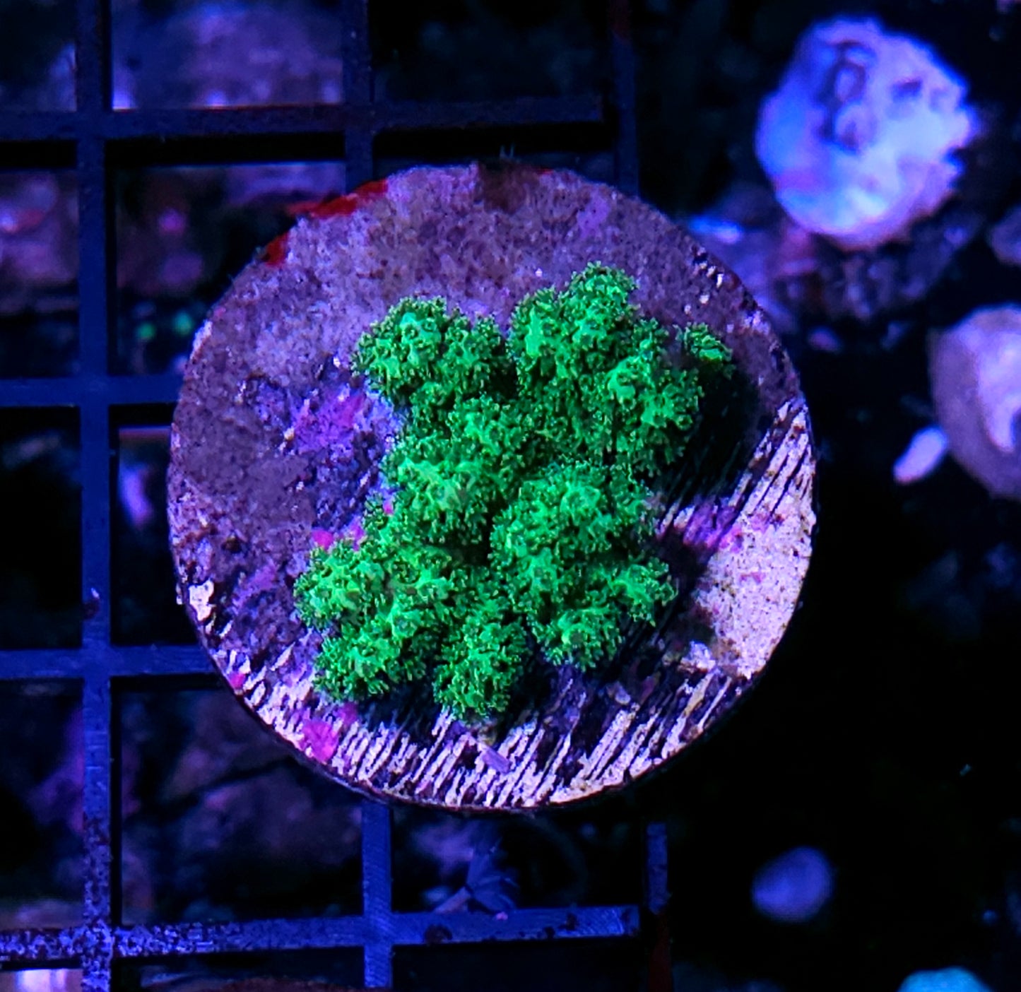 Emerald Green Pocilopora