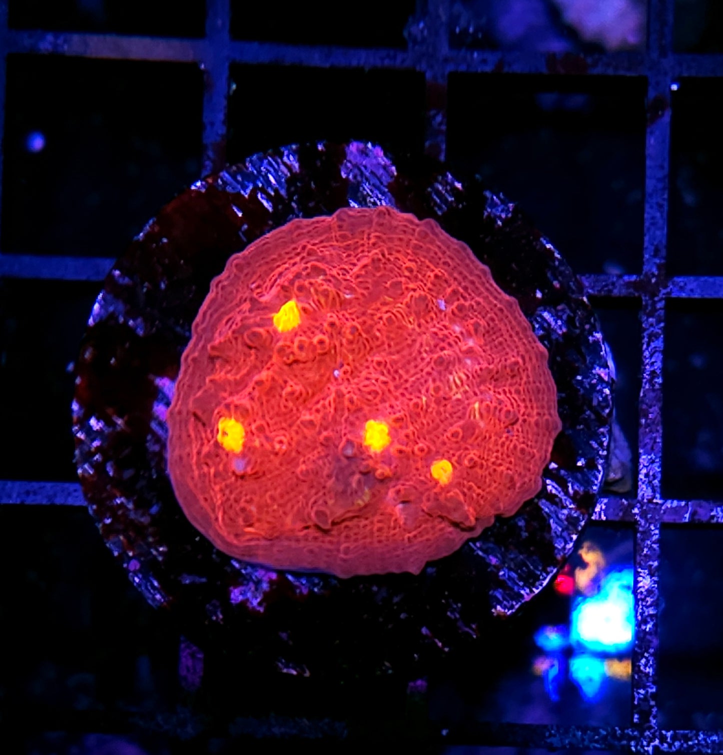Mt Vesuvius Chalice
