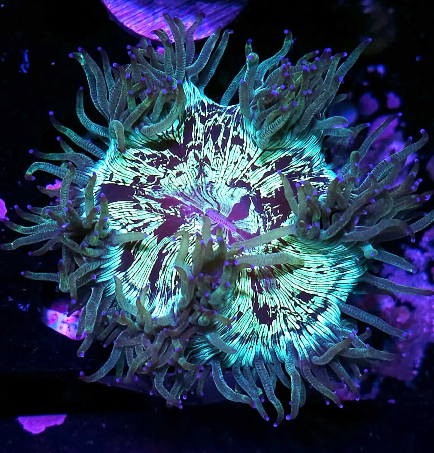 Shattered Waves Elegance
