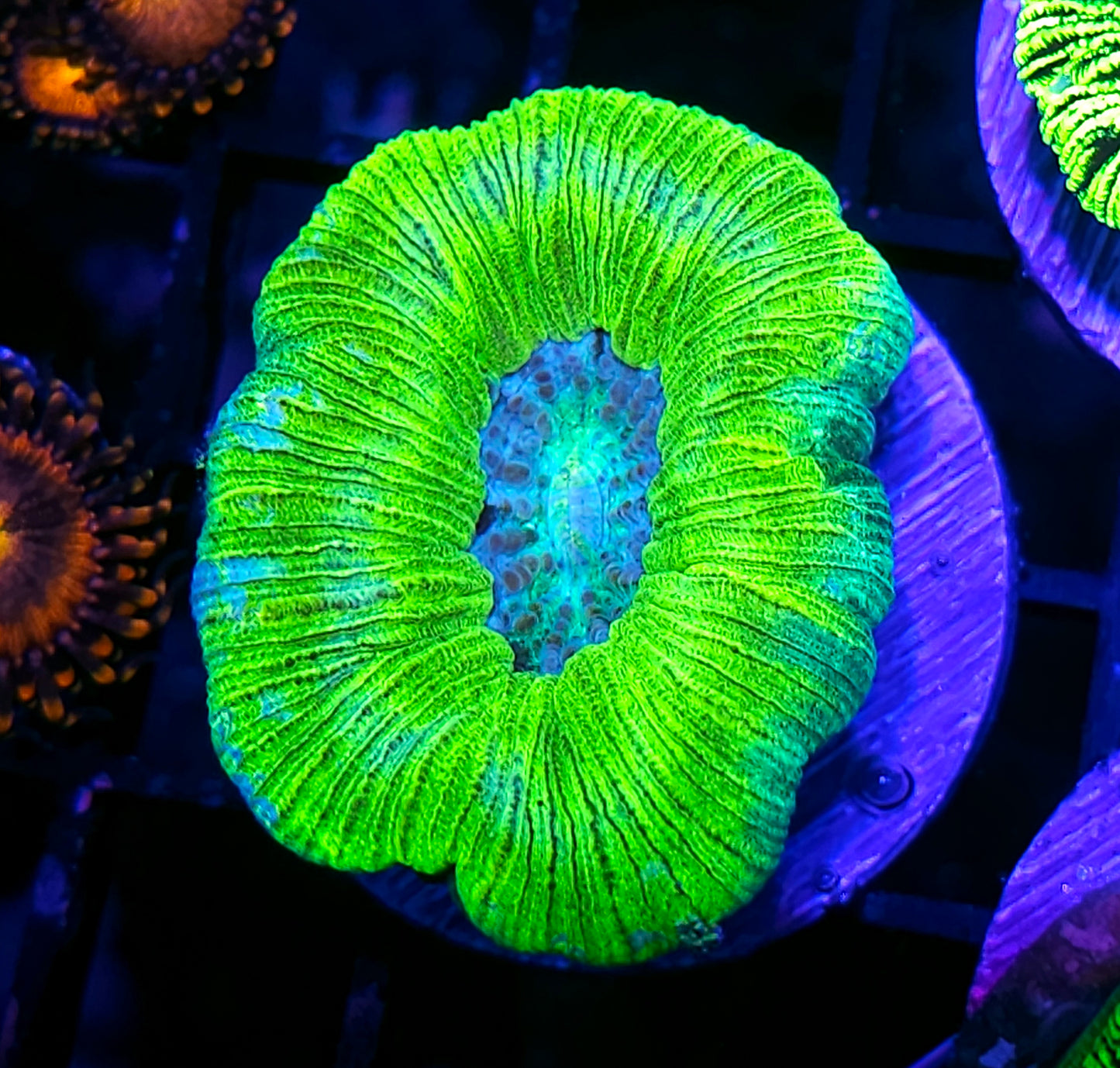 Sour Patch Kids Trachyphyllia