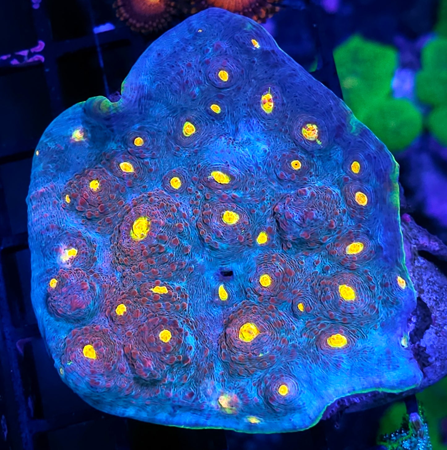 Candyland Chalice Colony 🤯