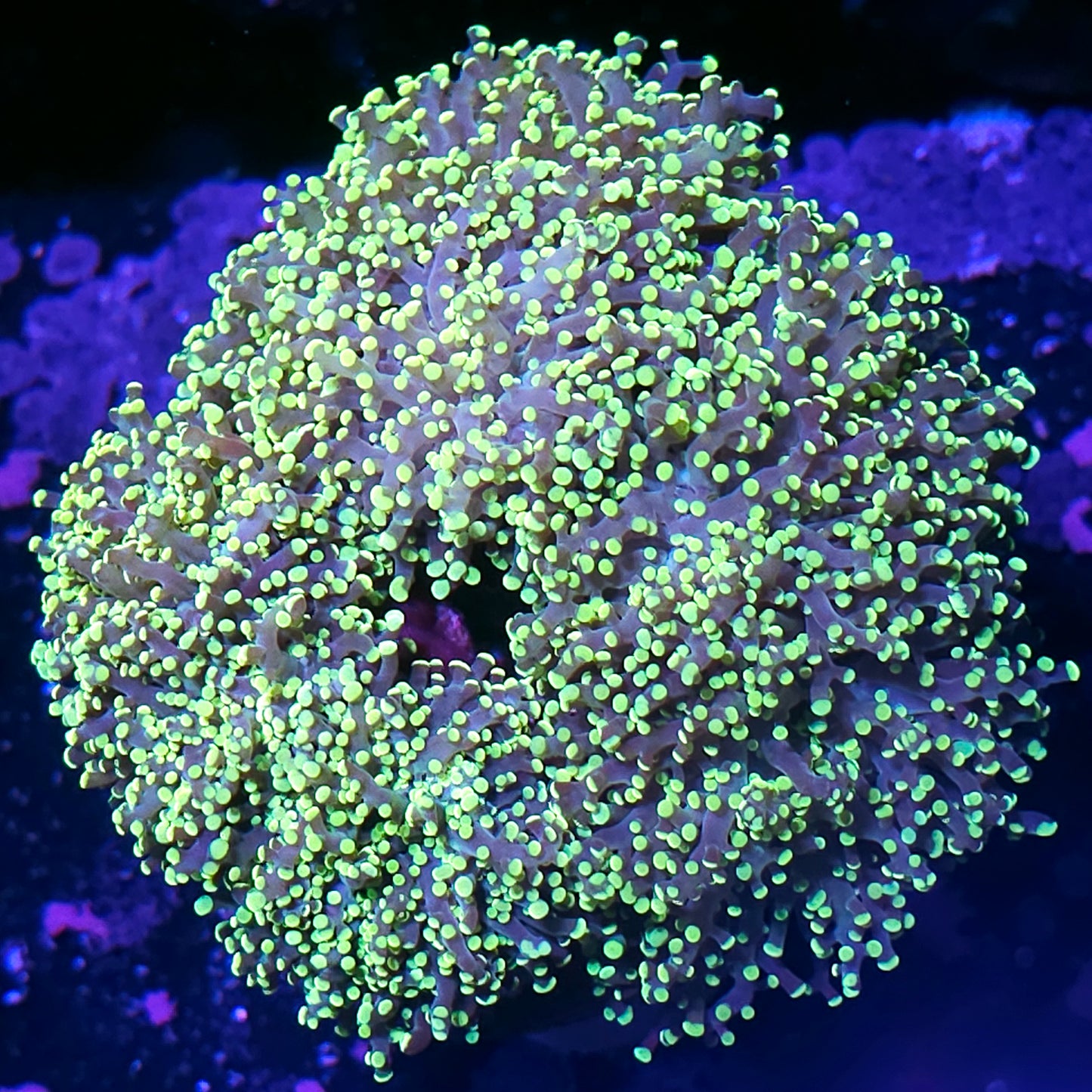 Approx 5 Head LA Lakers Frogspawn
