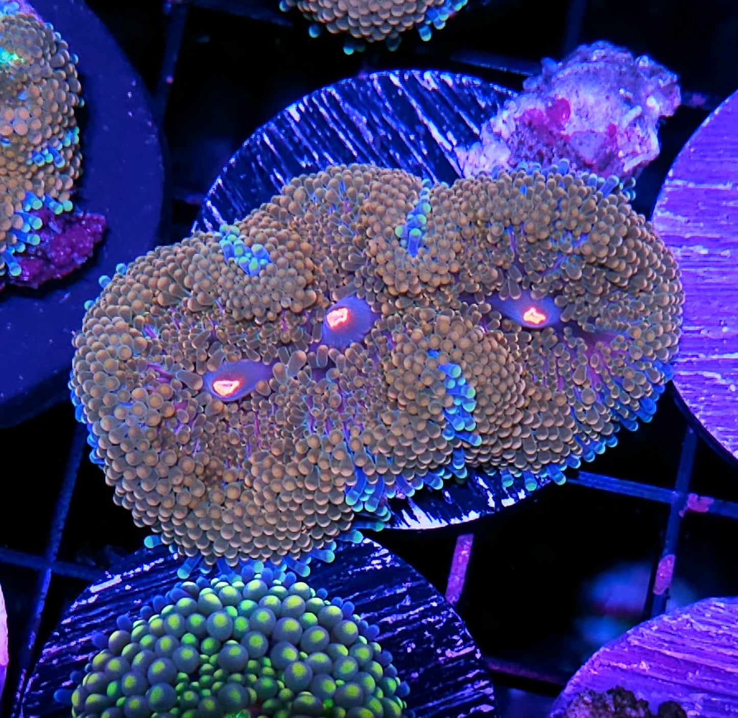 Omnitron Ricordea