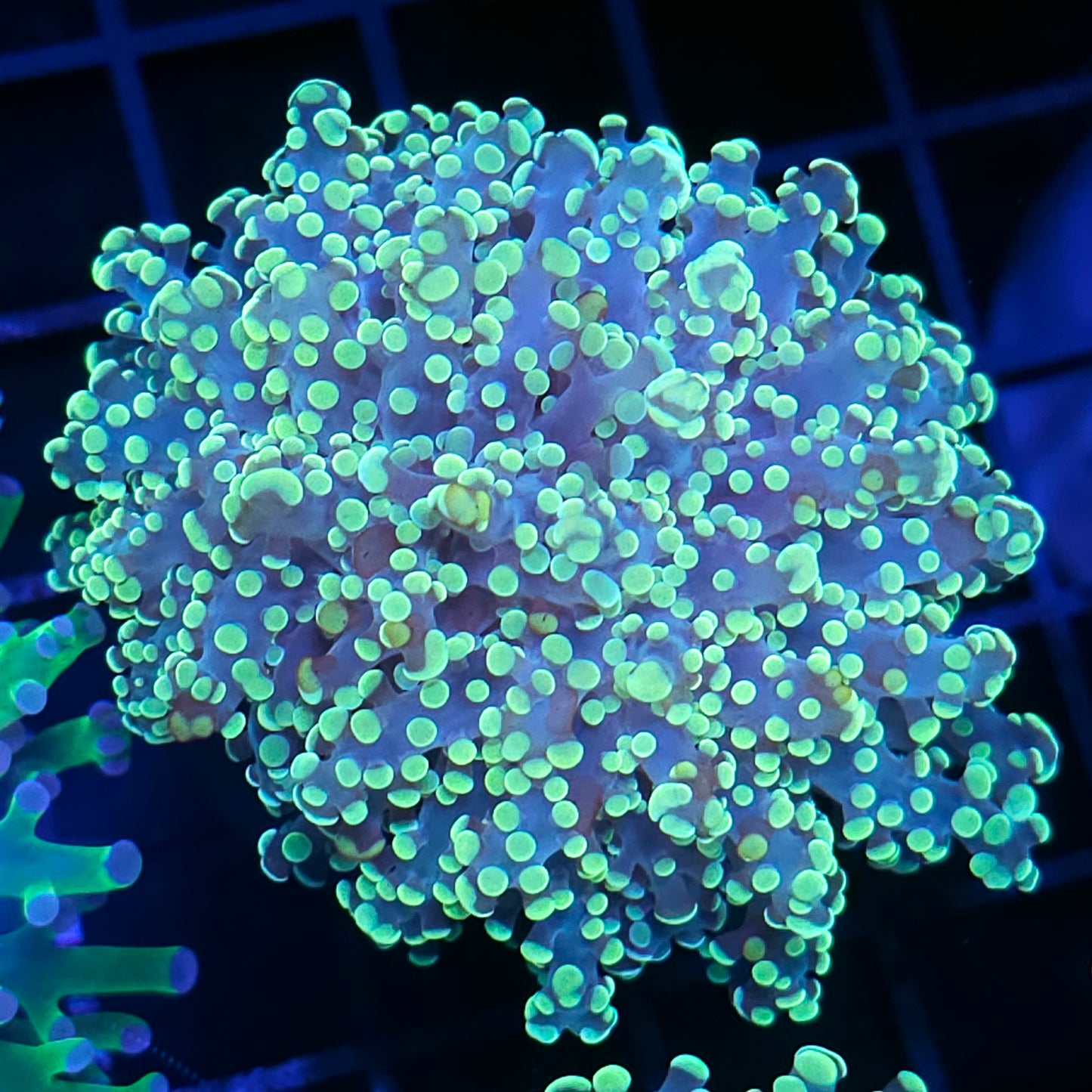 Utopia Yayemensis