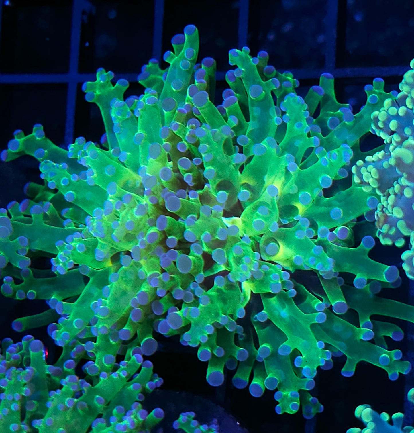 Double Blue Tip Frogspawn
