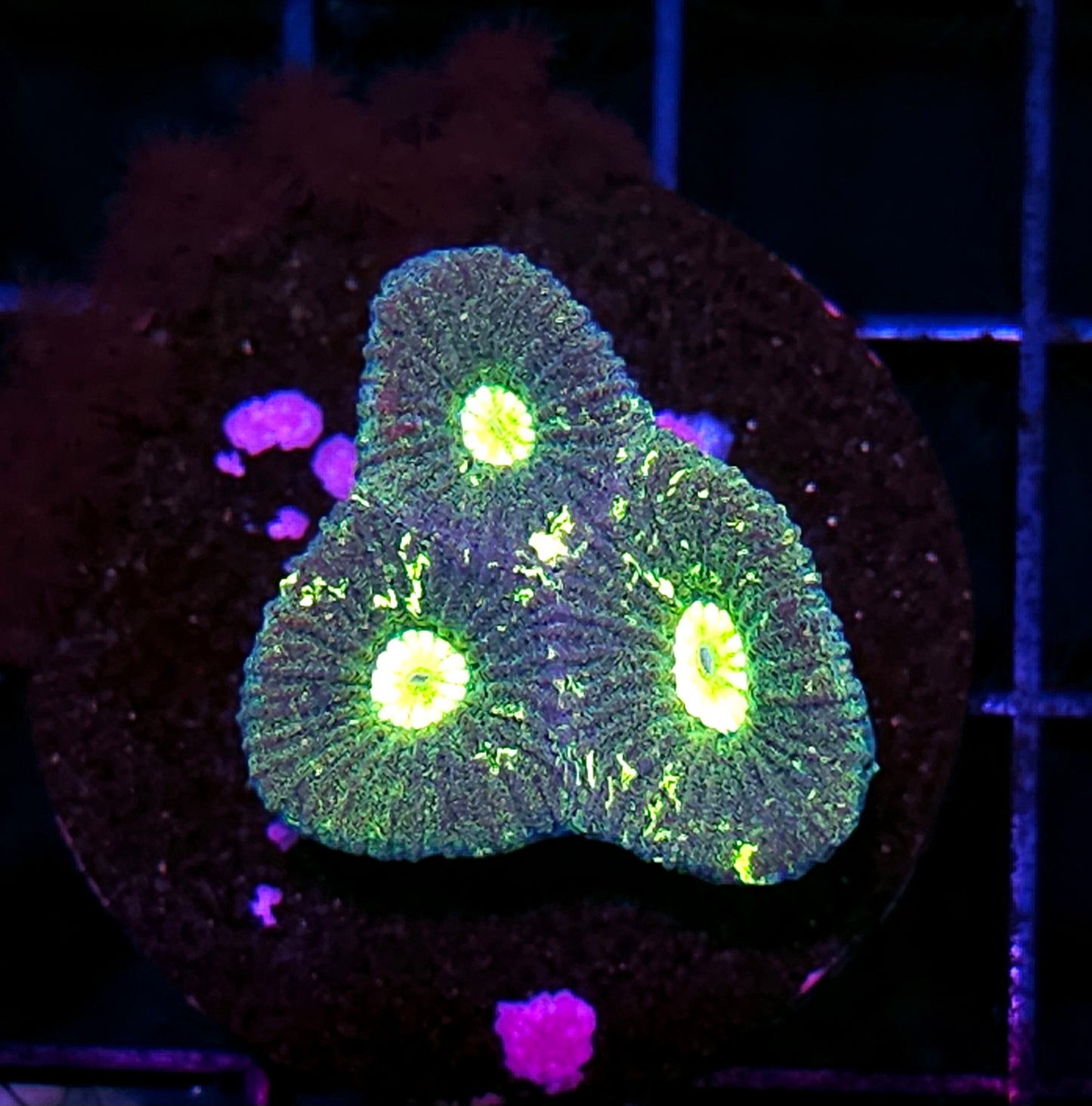 Acid Splash Goniastrea