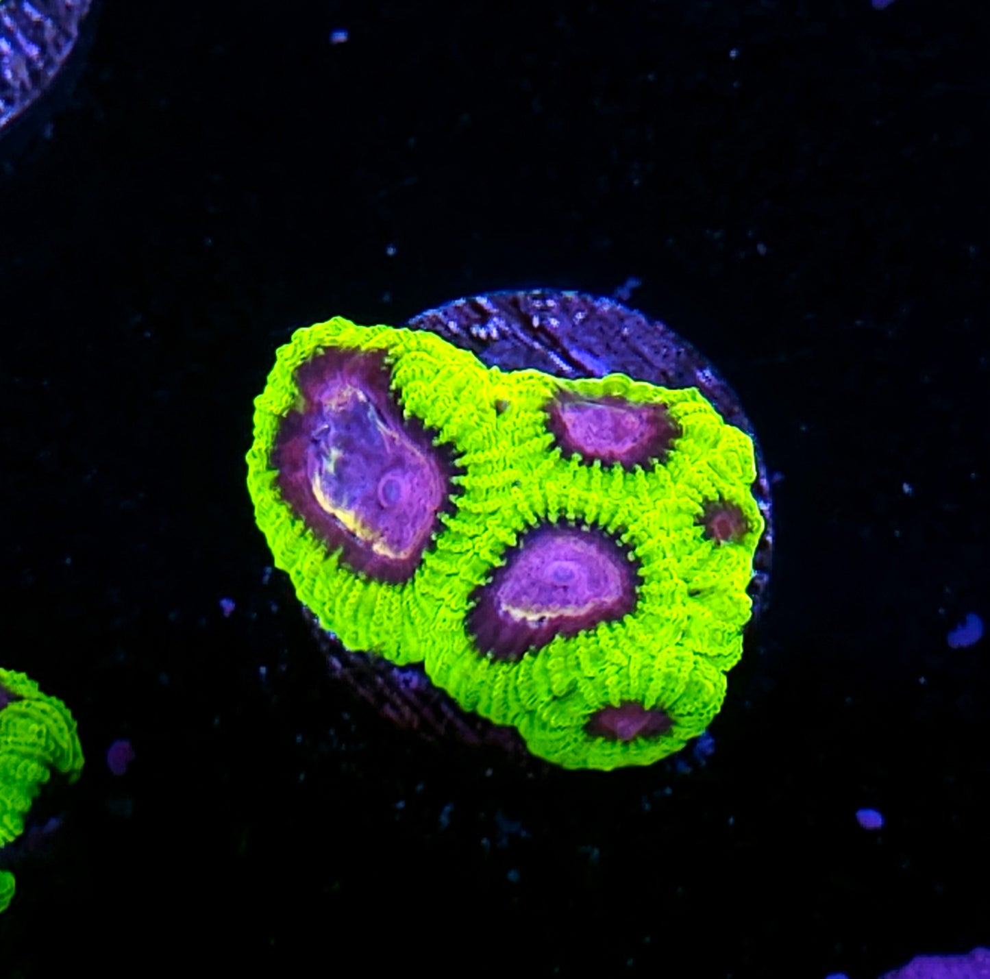 HF Yellow Submarine Favia