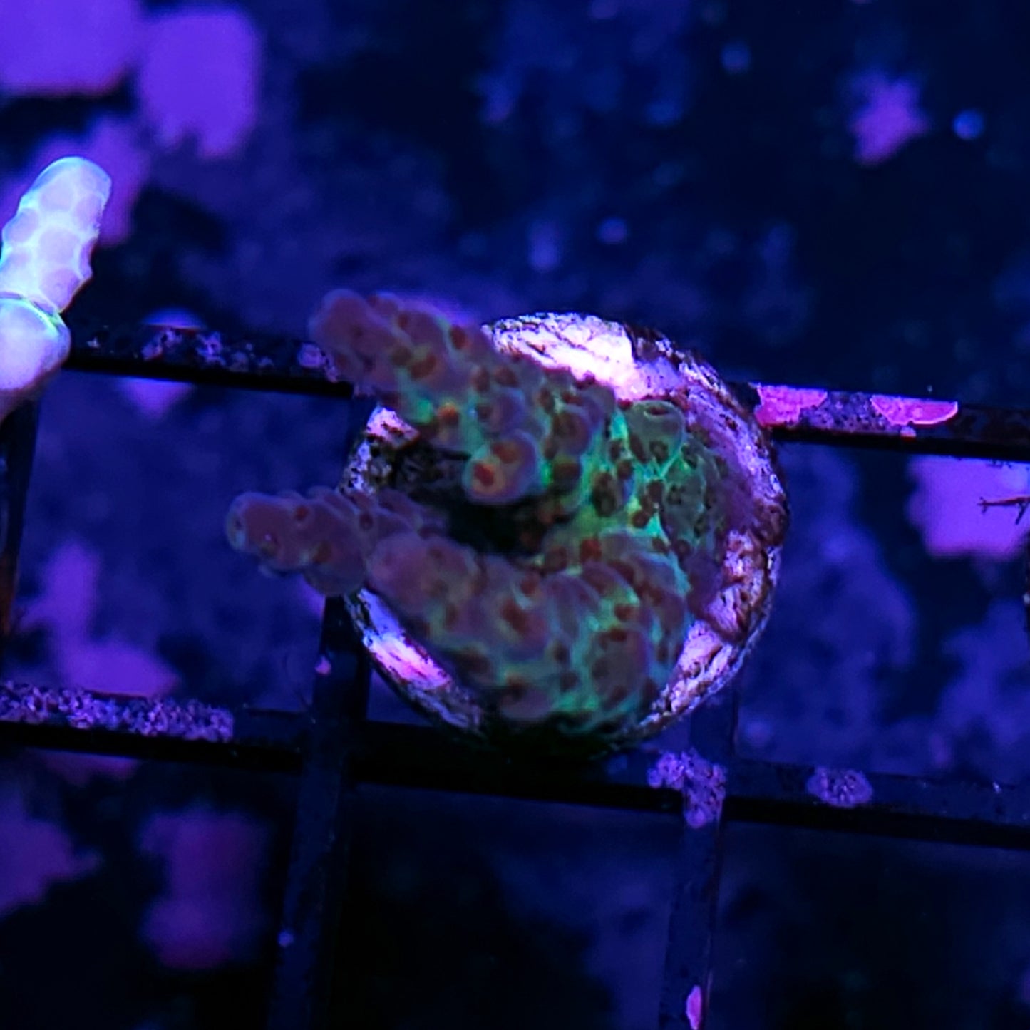 Maleficent Acropora