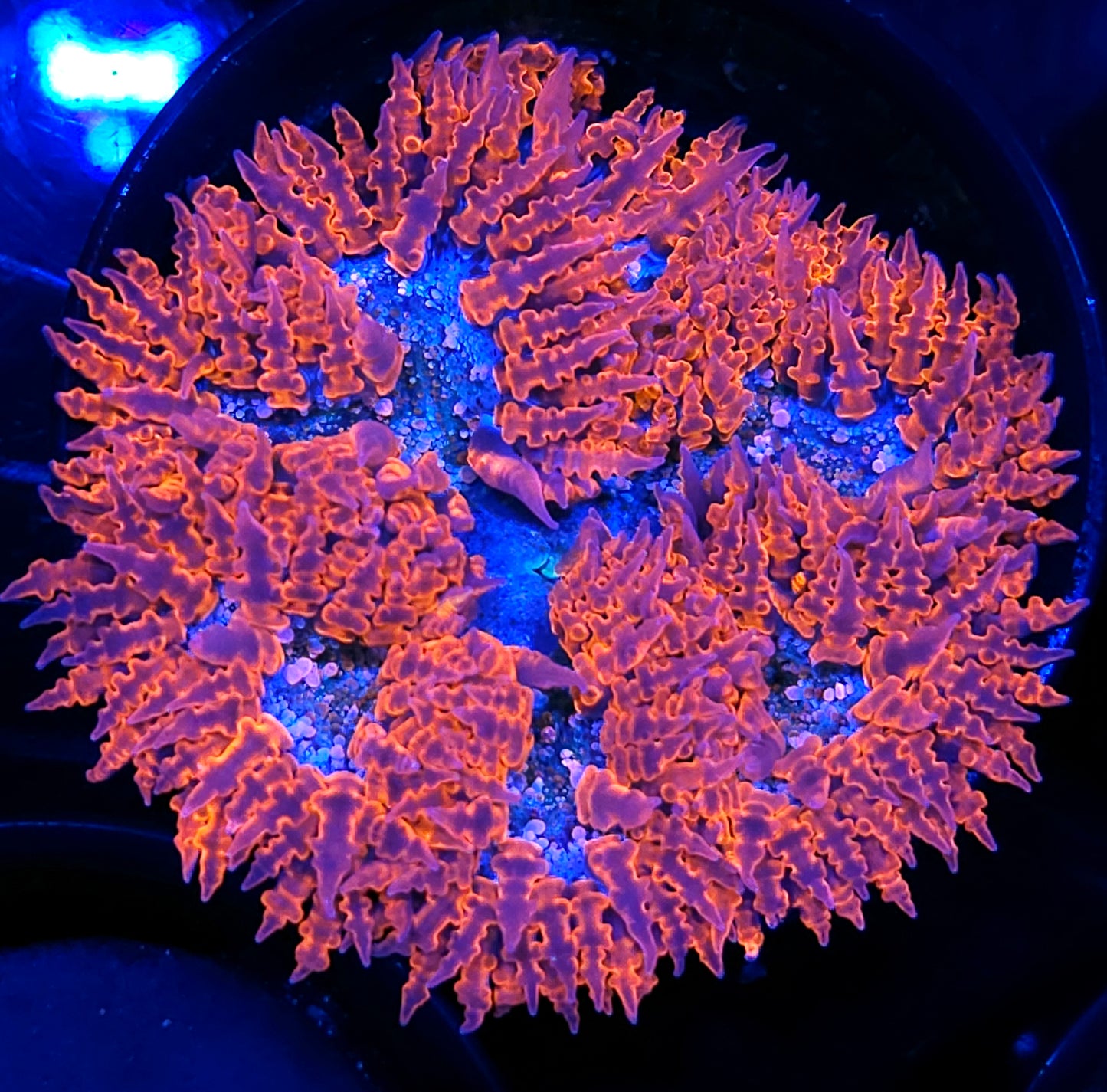 Smoldering Flames Flower Anemone