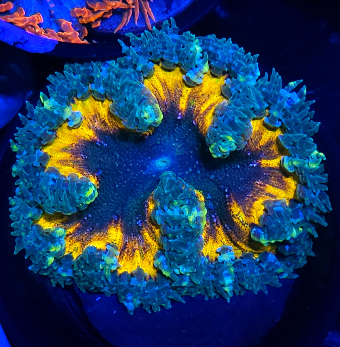 Radiant Abyss Flower Anemone