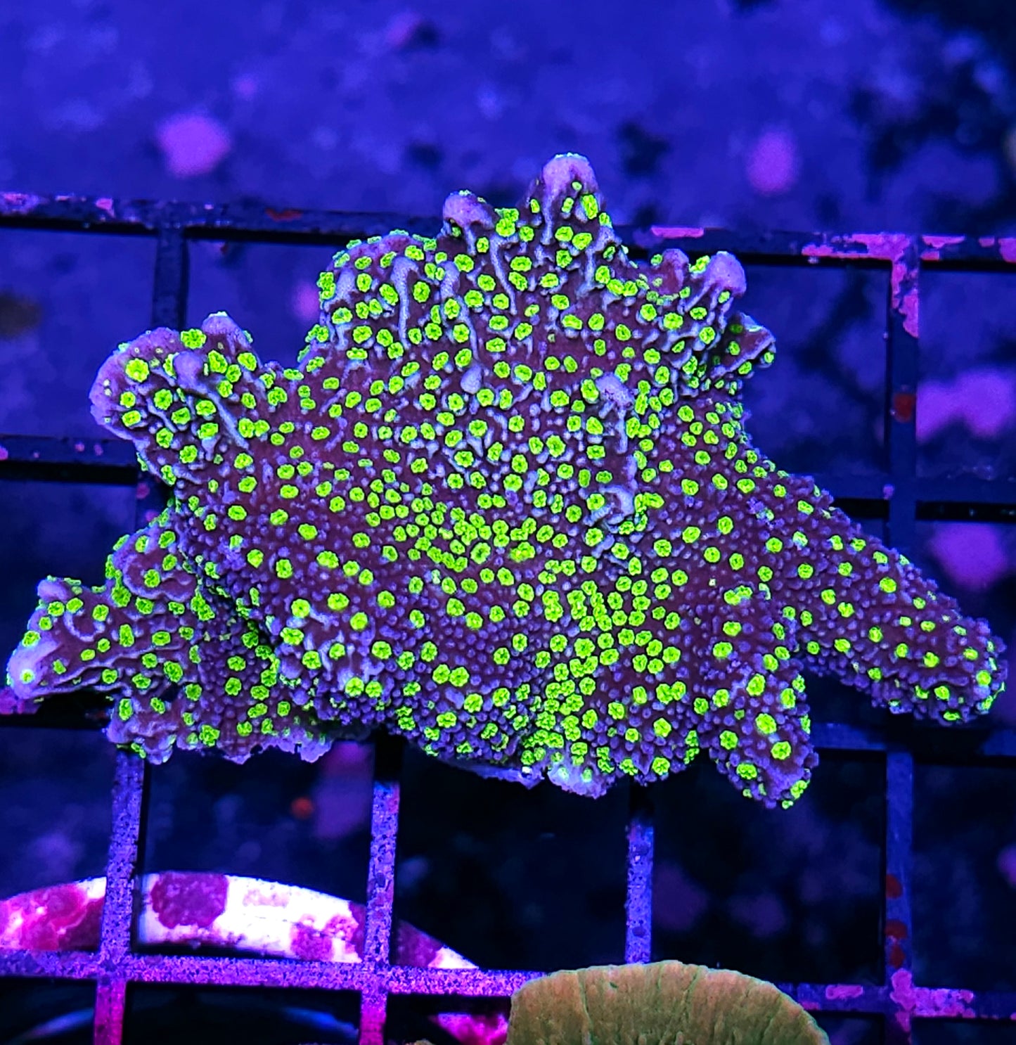 DR Lightning Bugs Montipora Colony