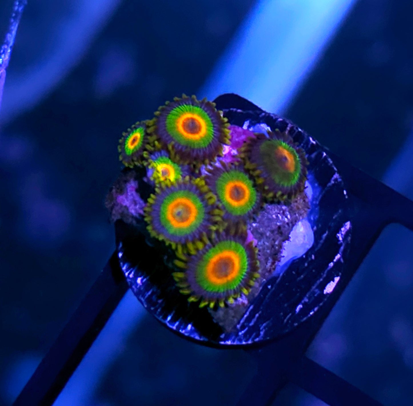 Rasta Zoas
