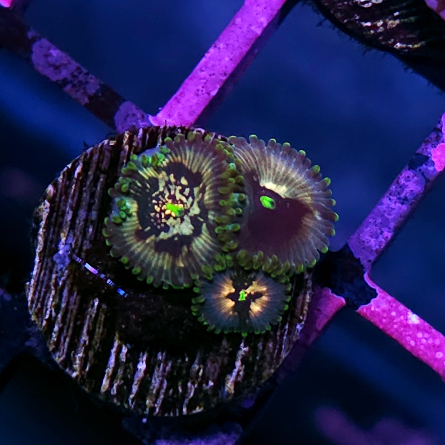 Hypnosis Zoas