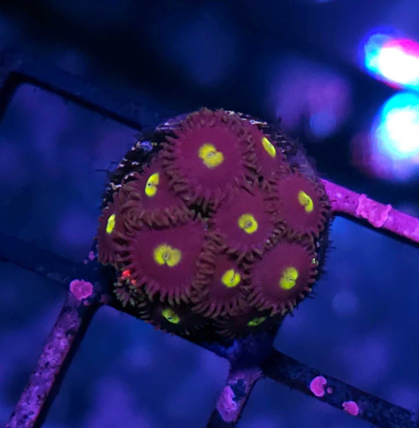 Caribbean Punch Zoas