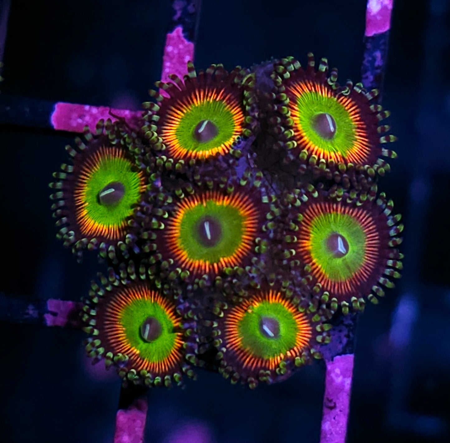 Riddicks Rainbow Zoas