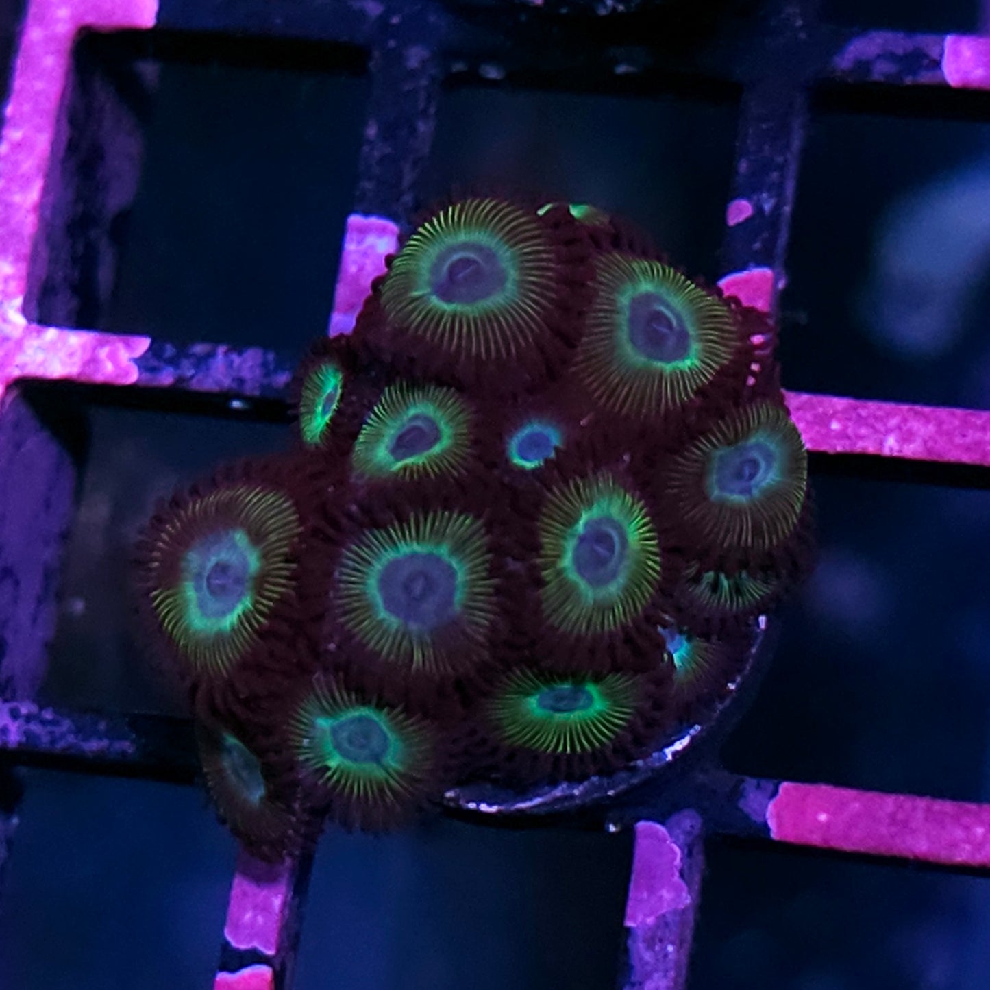 Green Halo Zoas