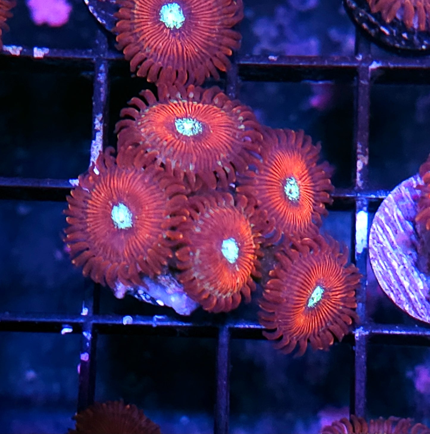 Magician Zoas