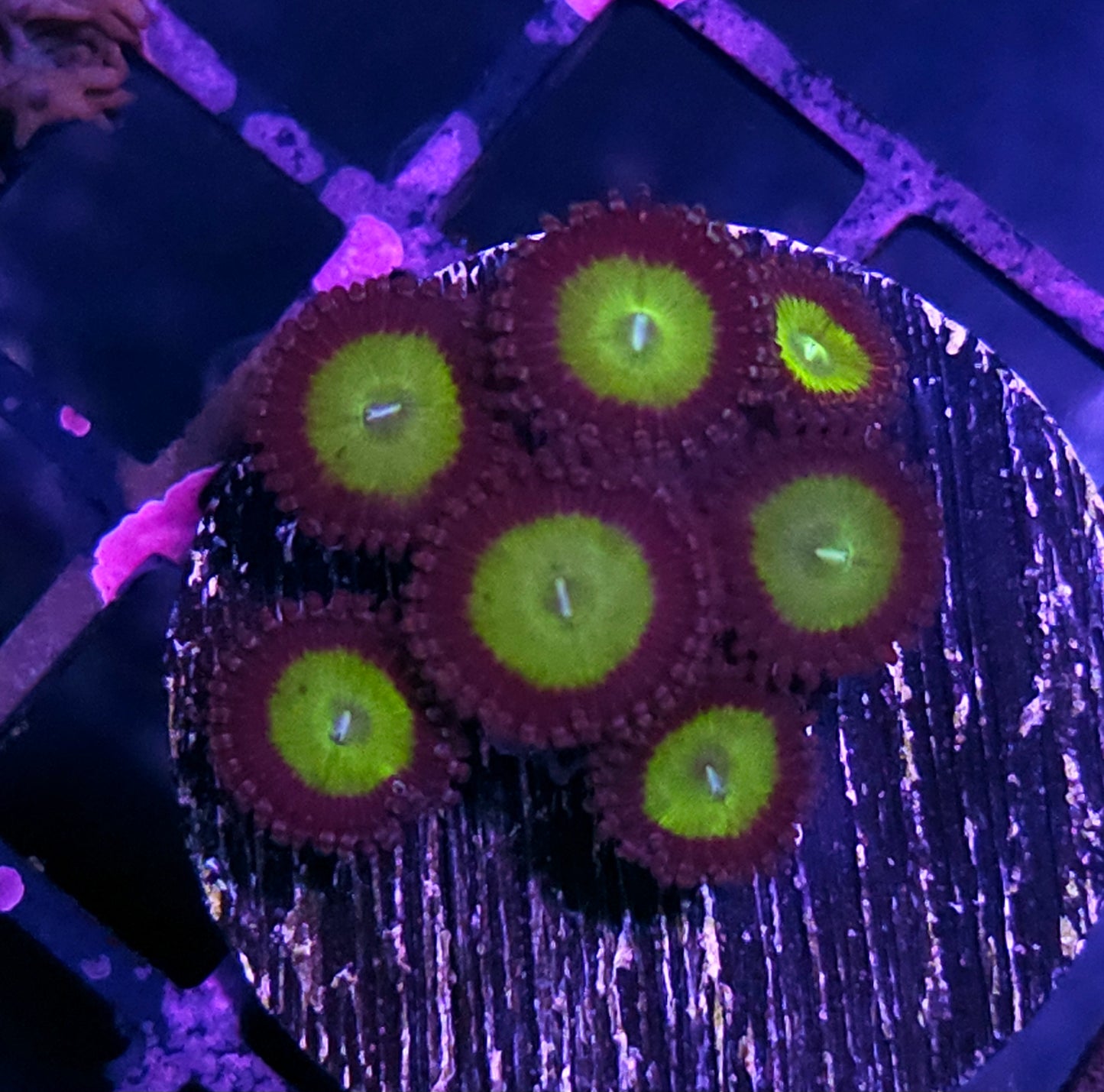 Sangria Sunset Zoas