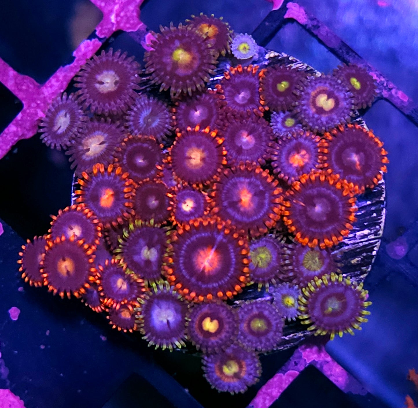 Bad Ass Mix Zoa