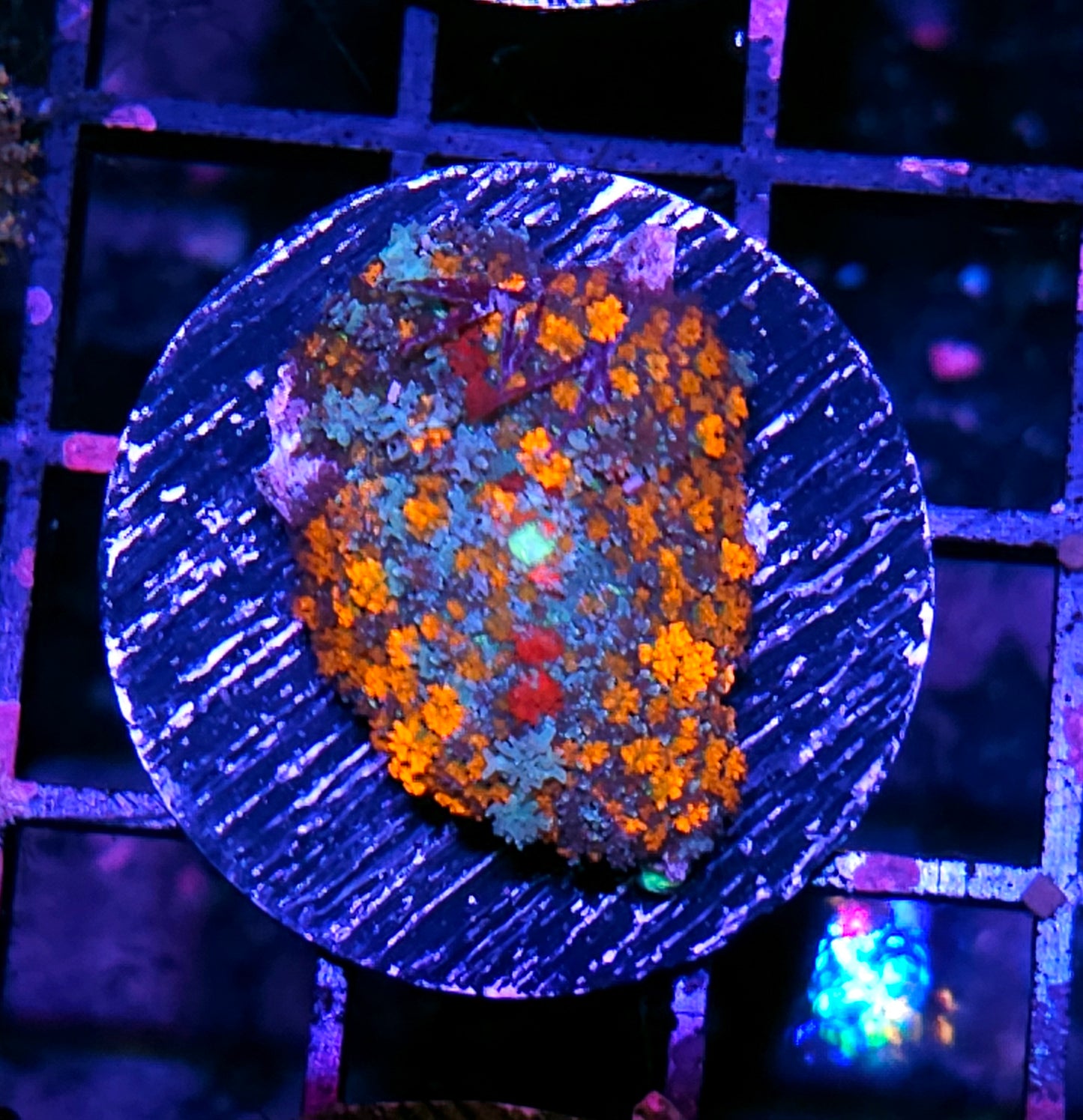 HF Bloodclot Pom Pom Mushroom