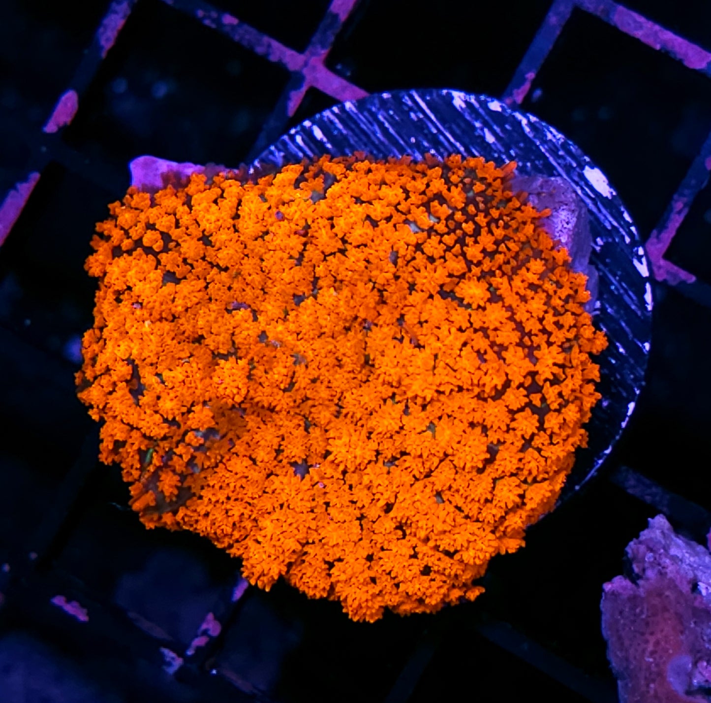 HF Incinerator Pom Pom Mushroom