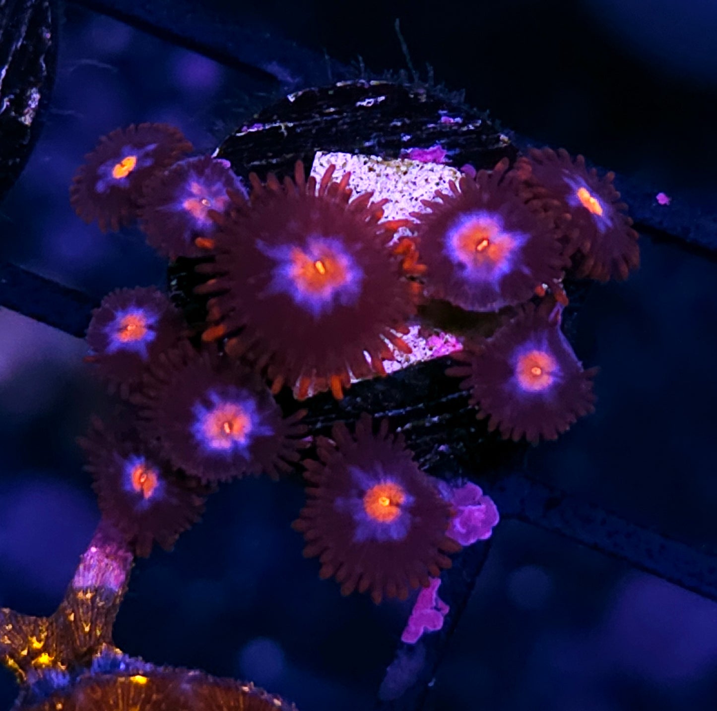 Starburst Zoas
