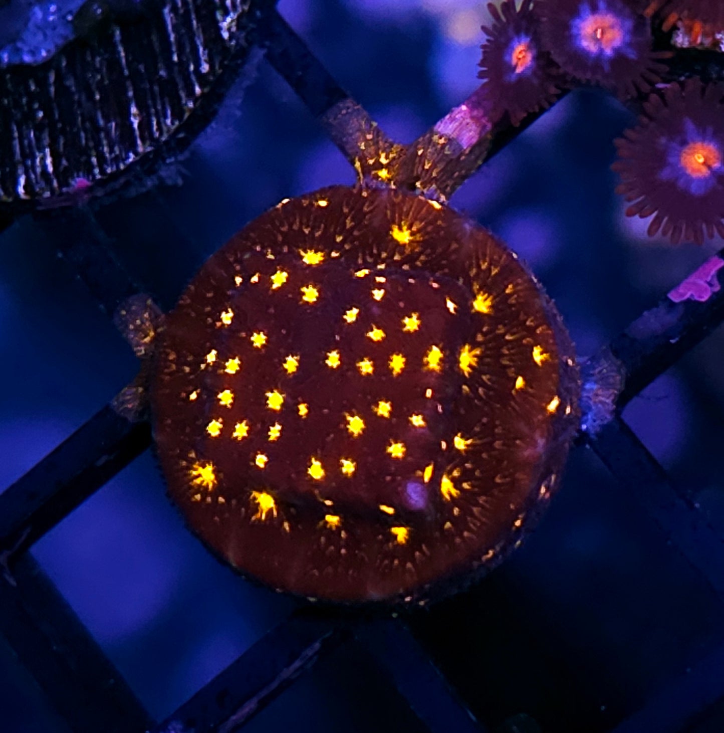 Fireworks Leptosersis