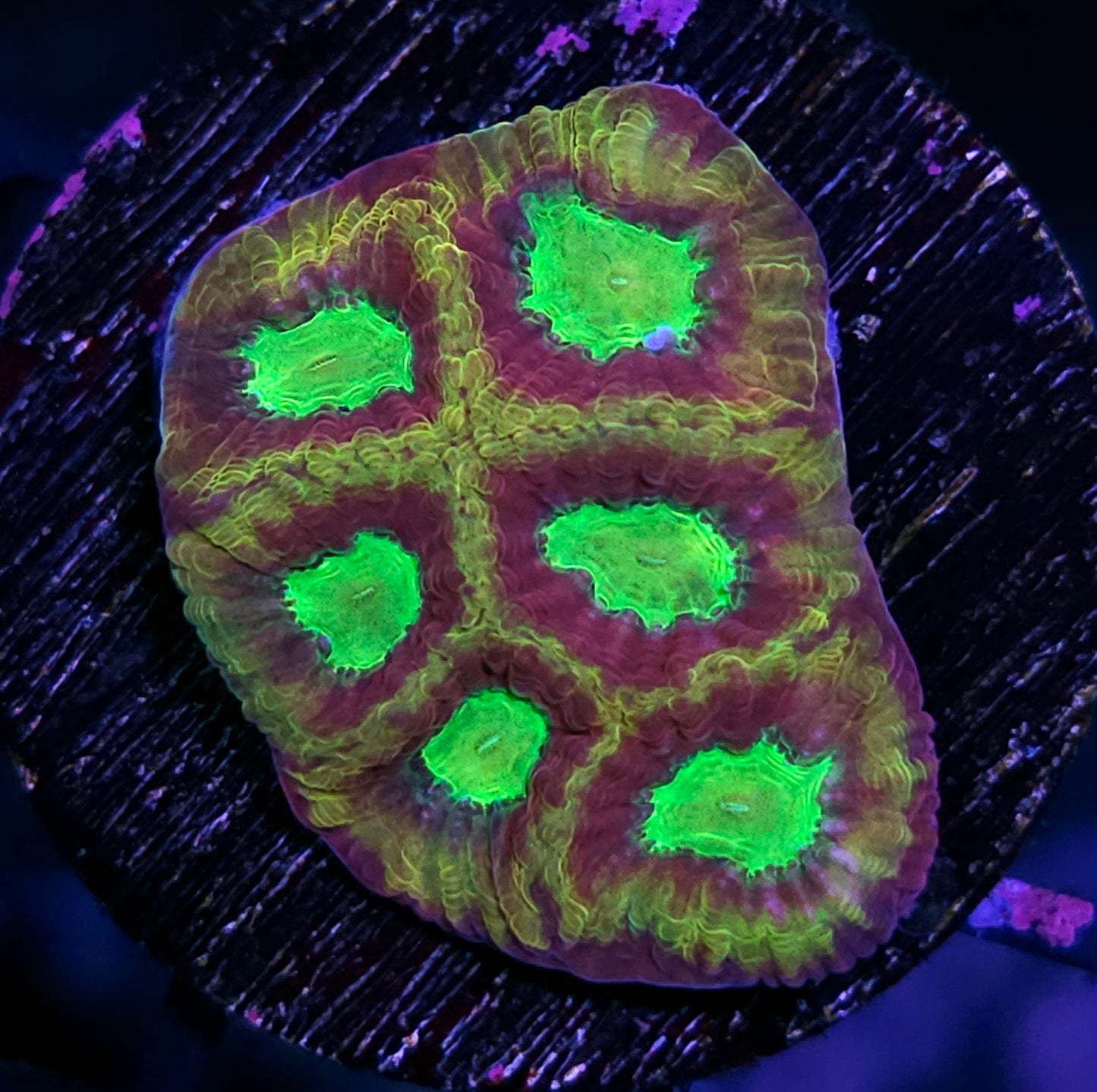 HF Ultron Favia