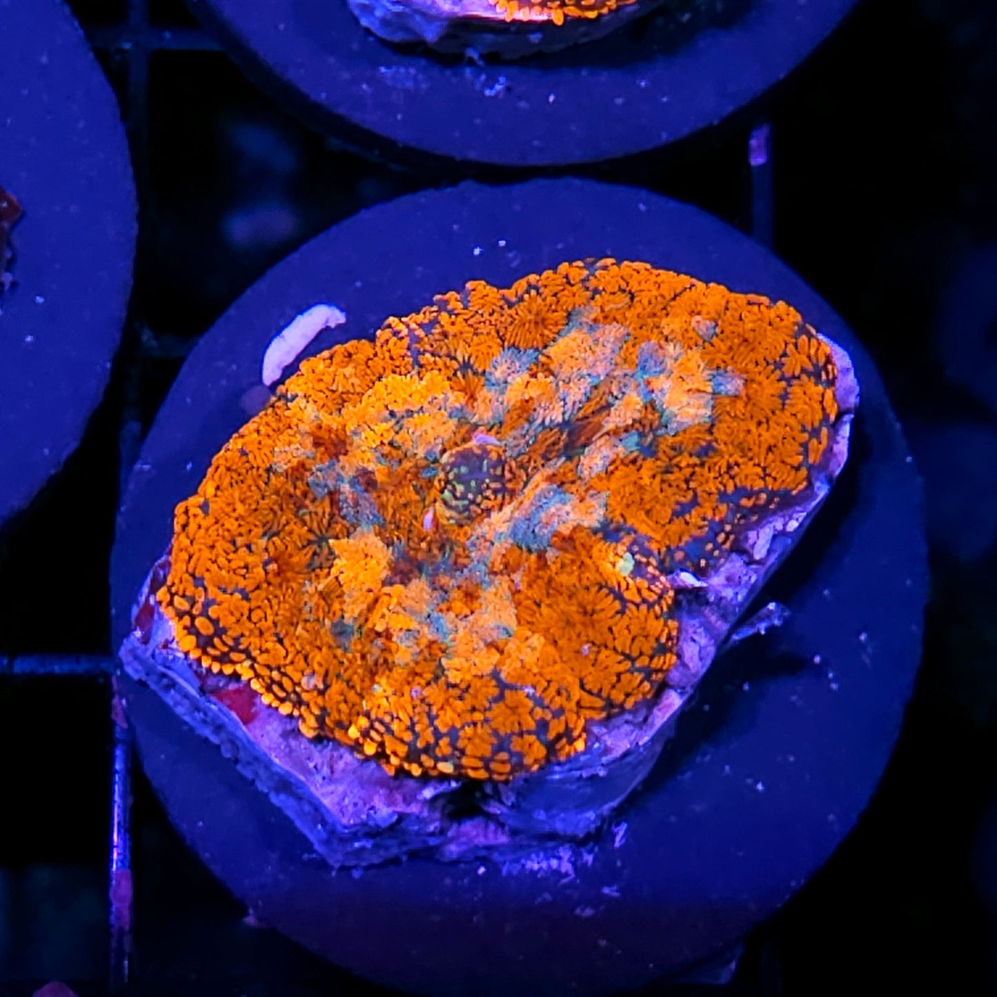 HF Pyro Patchwork Mushroom