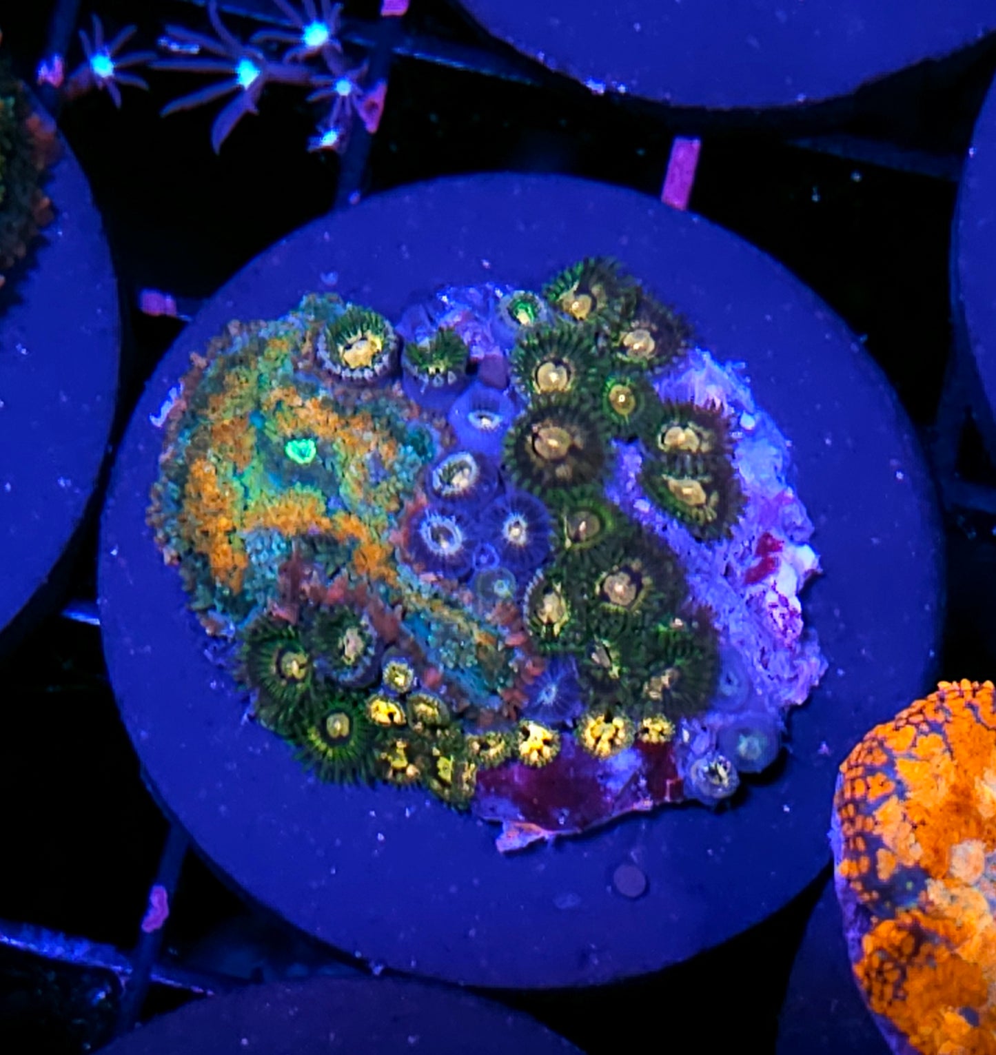 HF Fireworks Pom Pom Mushroom & Buttkisser Zoa Combo
