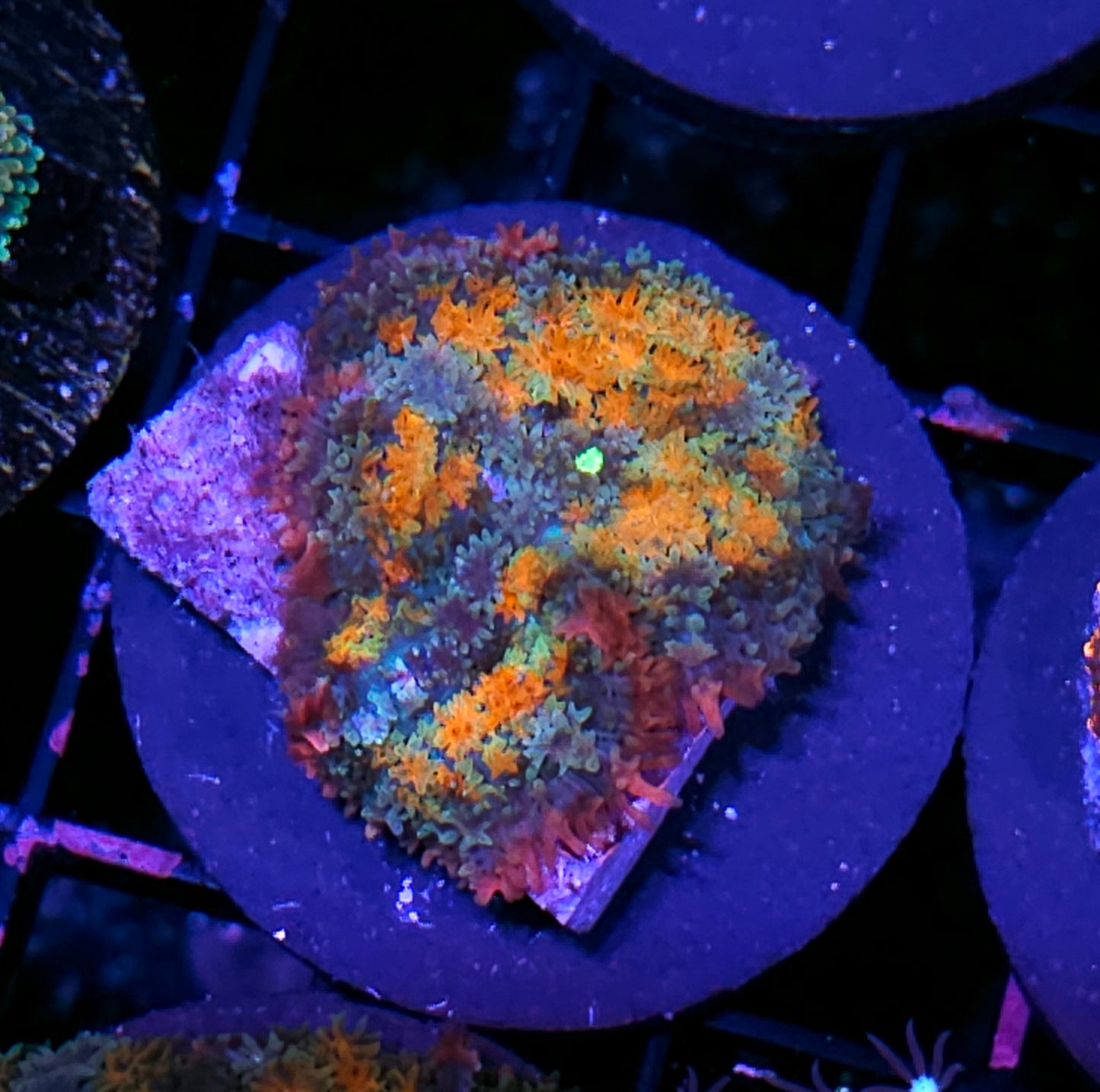 HF Fireworks Pom Pom Mushroom RARE