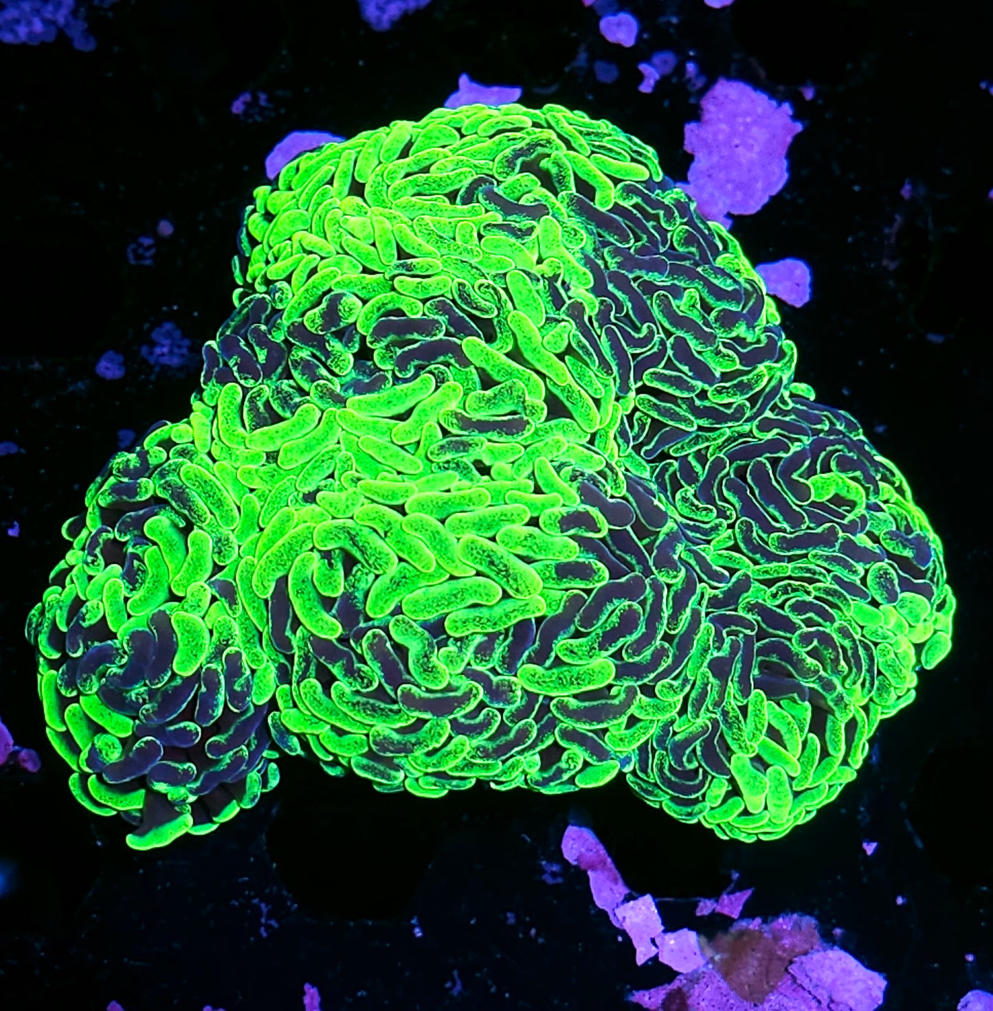 7 Fat Head Toxic Splatter Branching Hammer Colony