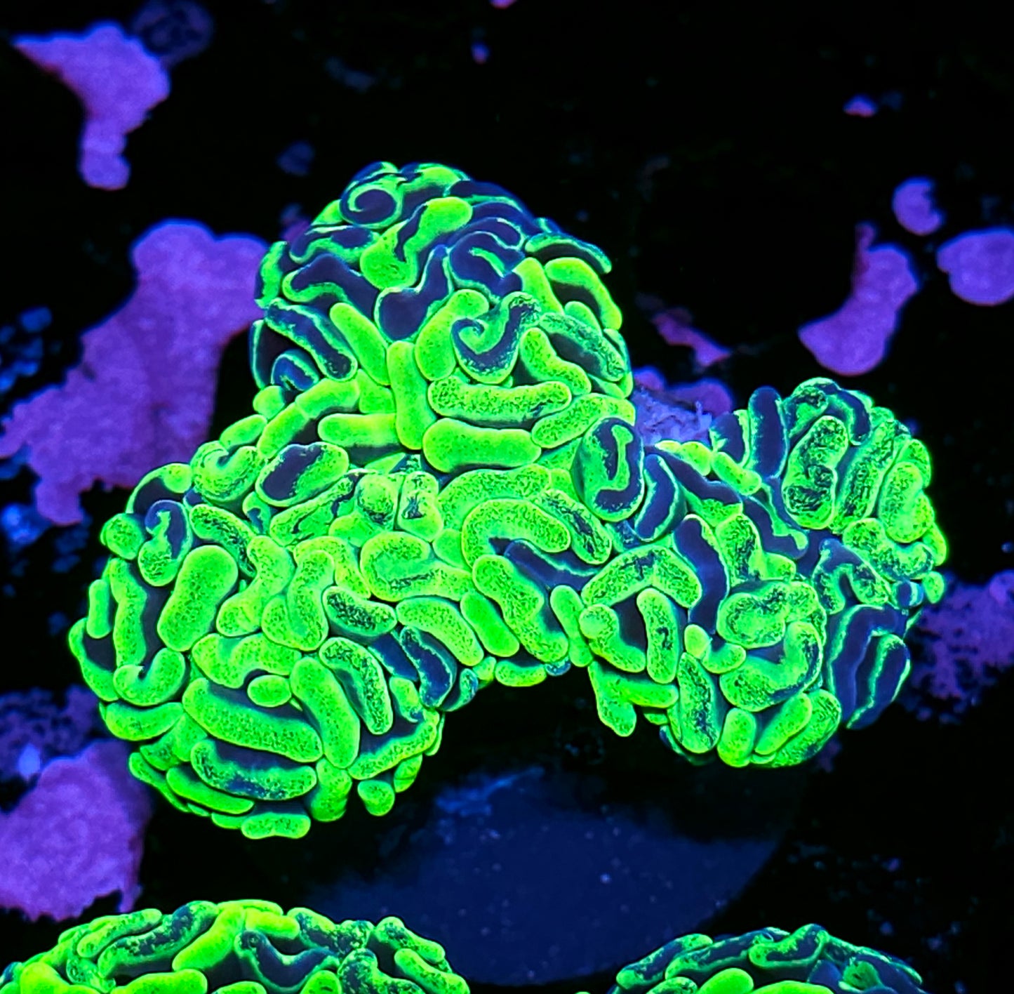 Uranium Splatter Wall Hammer