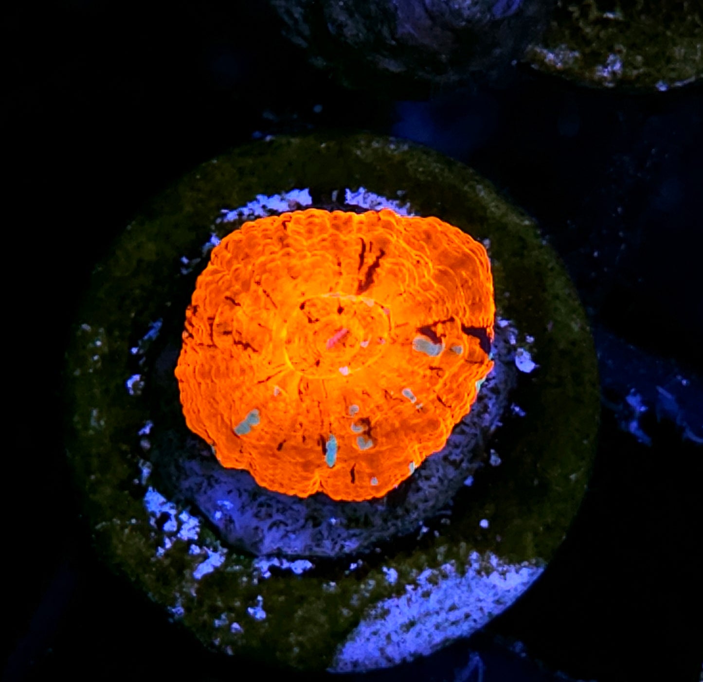 Aquacultured Tank Spawned Bleeding Heart Scolymia