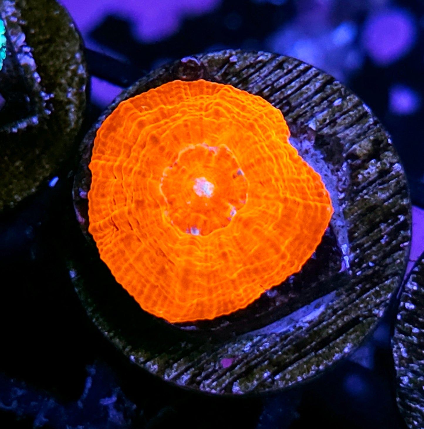 Aquacultured Tank Spawned Fireball Scolymia