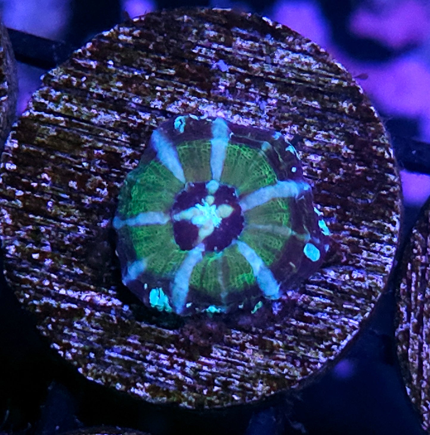 Aquacultured Tank Spawned UFO Scolymia