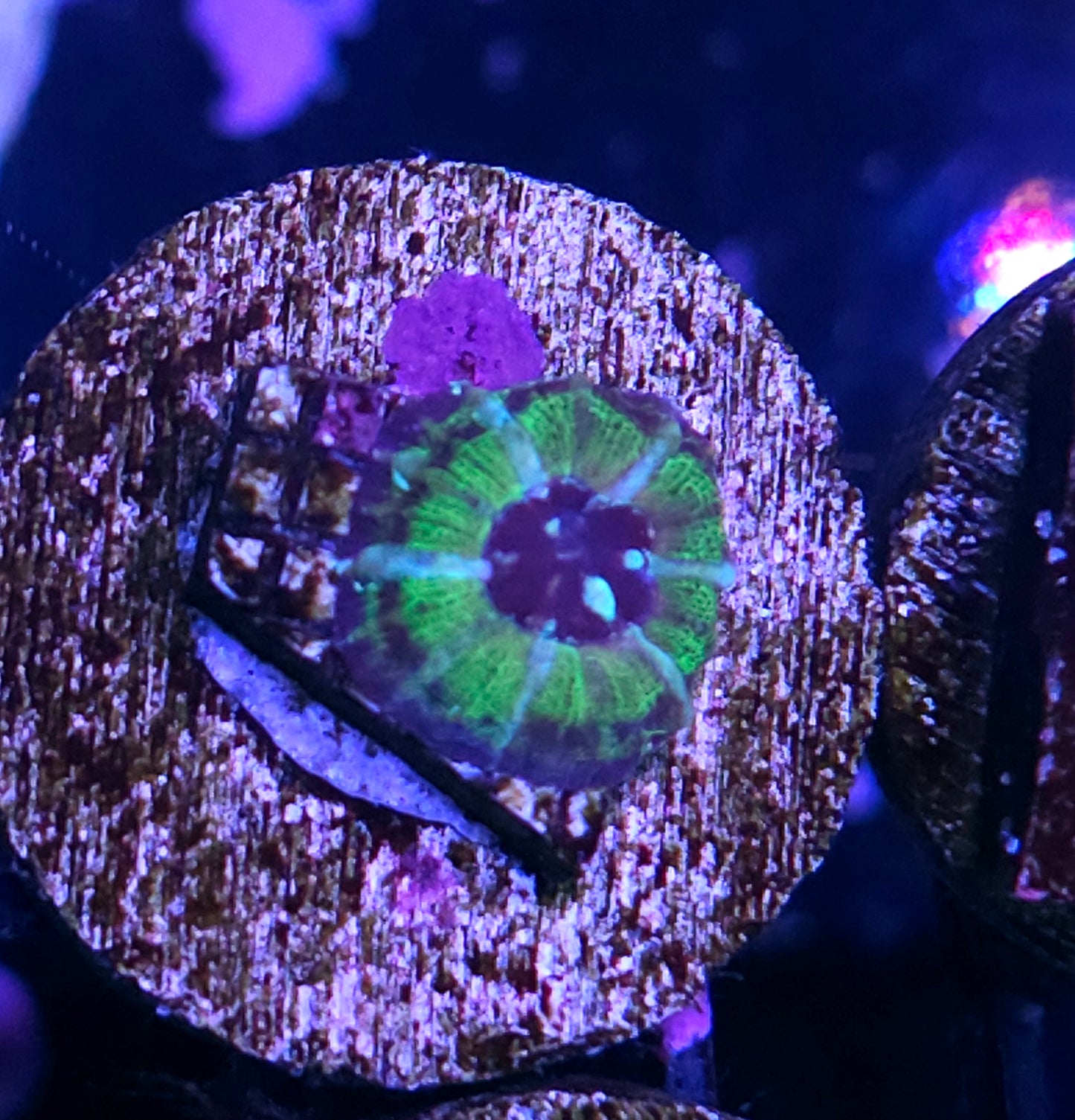 Aquacultured Tank Spawned Scolymia