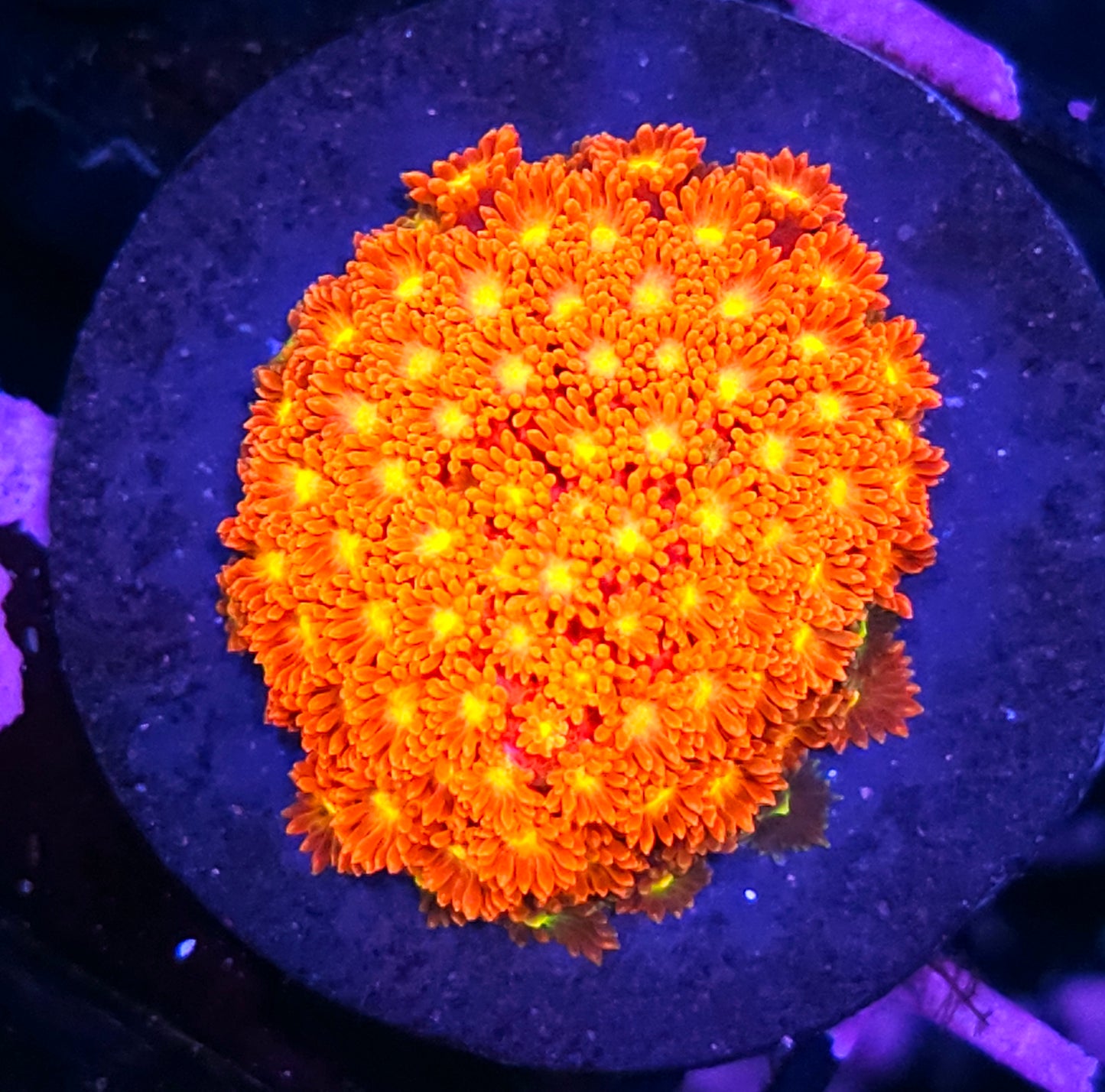 HF Blowtorch Bernardpora
