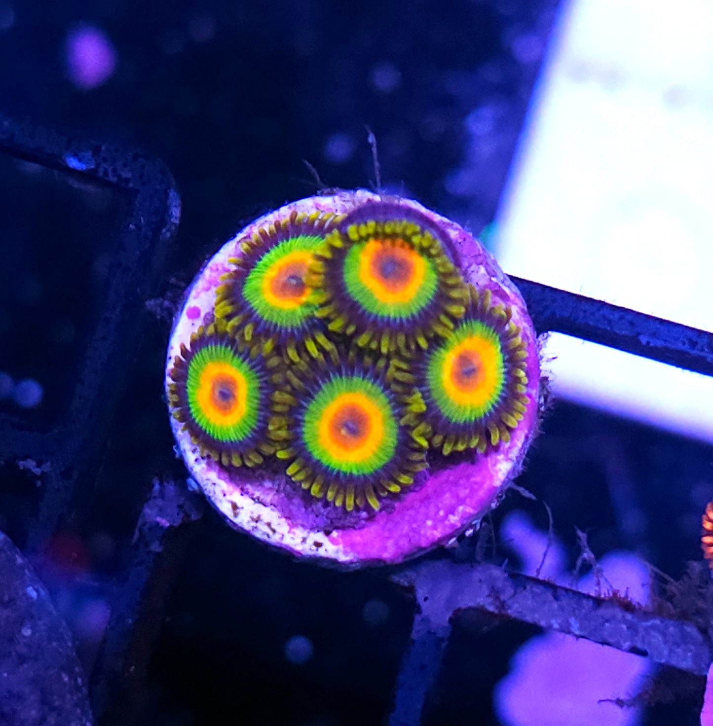 Rasta Zoas