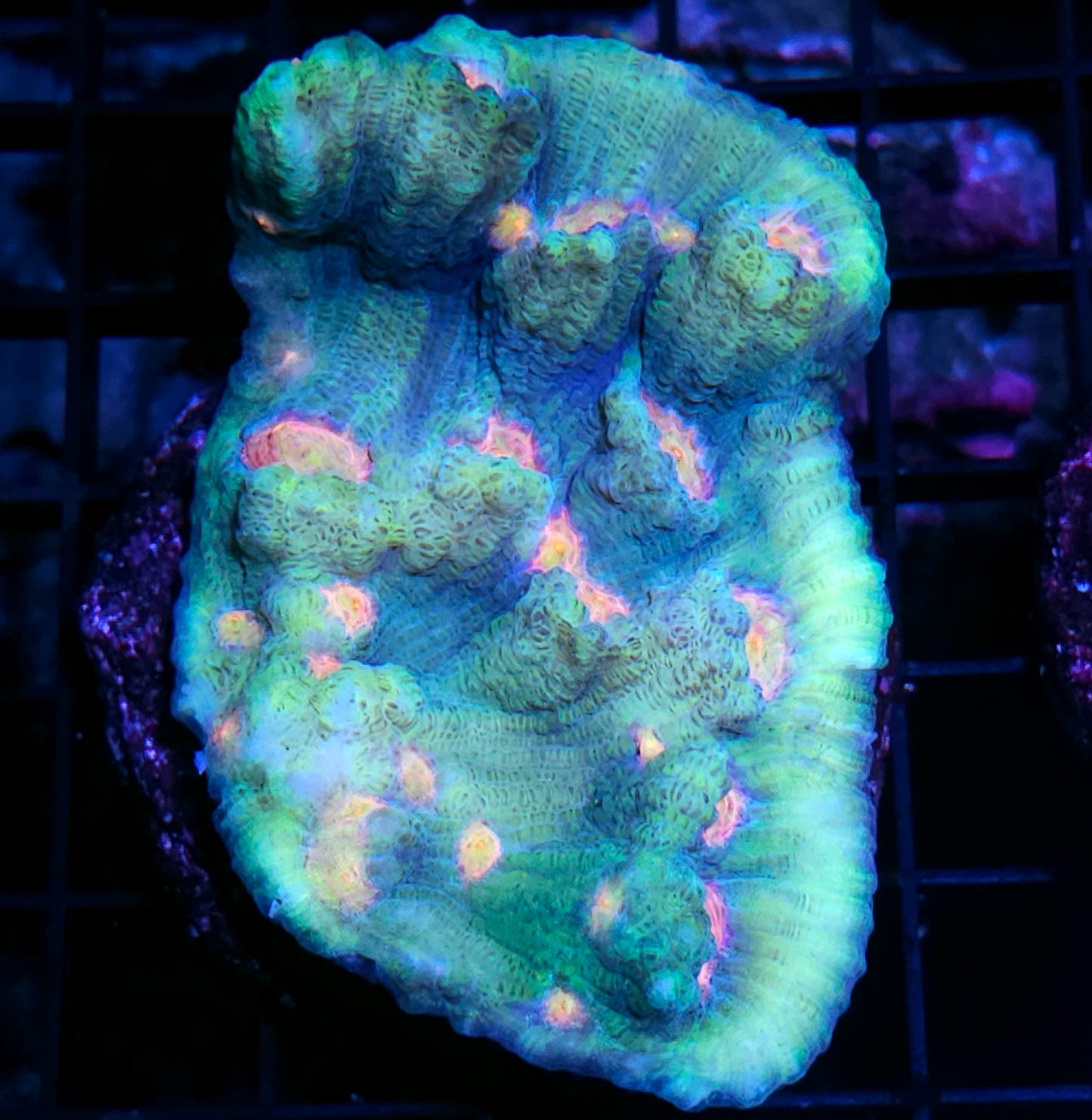 Waterworld Chalice Colony